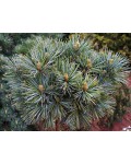 Pinus koraiensis ’Blue Ball’ полив